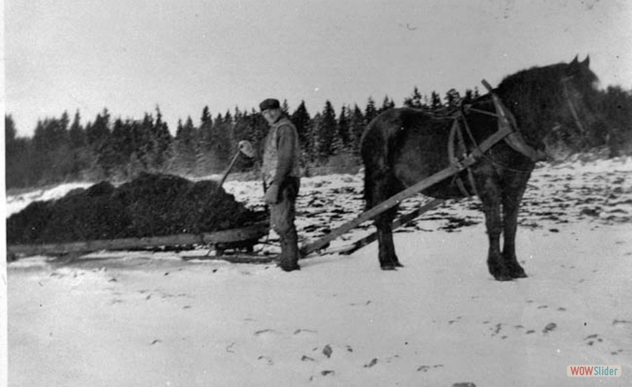 275 Axel Johansson kör dynga ut på Väla ängarna med hästen Svarten, 1936 