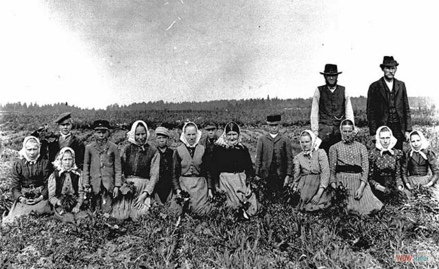 31 Odling av rovor på Västlands gård. Ida Persson, Beda Persson, Nils Douhan, Emil Andersson, Lovisa från Gällbo, Adolf Naessén, Emil Karl Pers Väla och Johanna Lundgren, 1900