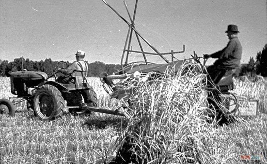 58 Skördetröskning, 1954