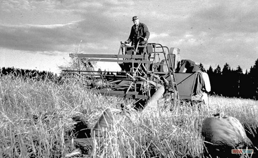 62 Skördetid på  Västlands gård, 1961