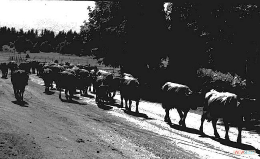 68 Västlandsparaden, kossor på rad, 1956