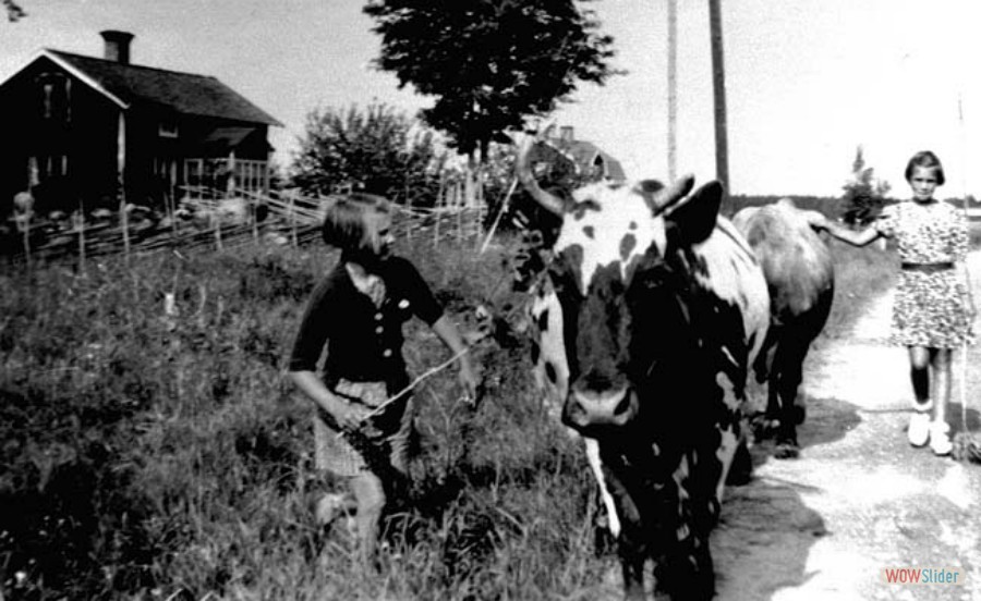 147 Maj Pettersson och Astrid Eriksson f Hållqvist, med kor