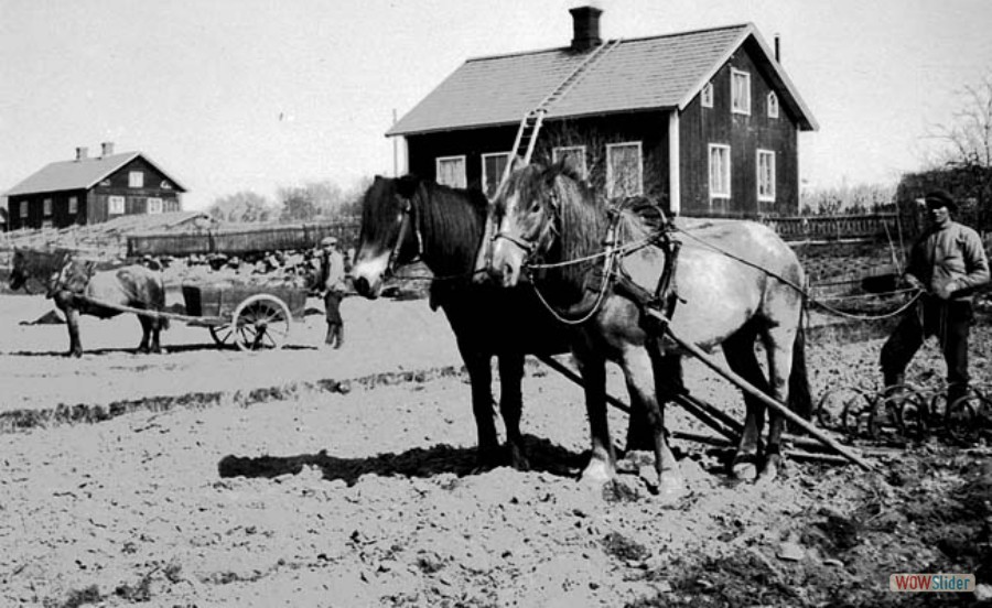 161 Hästar och hus