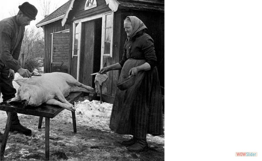 165 Karl och Maria Mattsson slaktar en gris