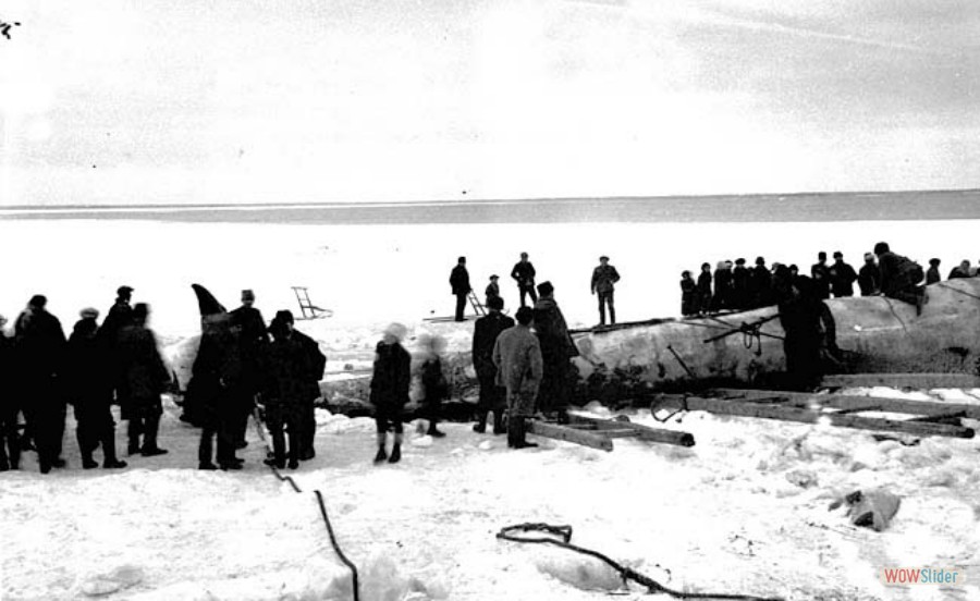 168 Valfiske i Fagerviken, sillval på 13,5 m, 1923