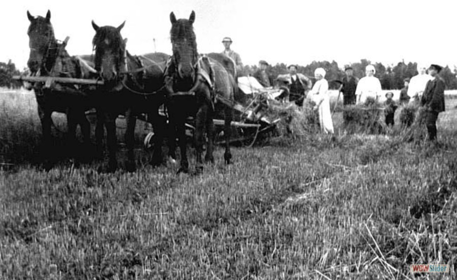 170 Skördearbete i Rävnäs, 1930