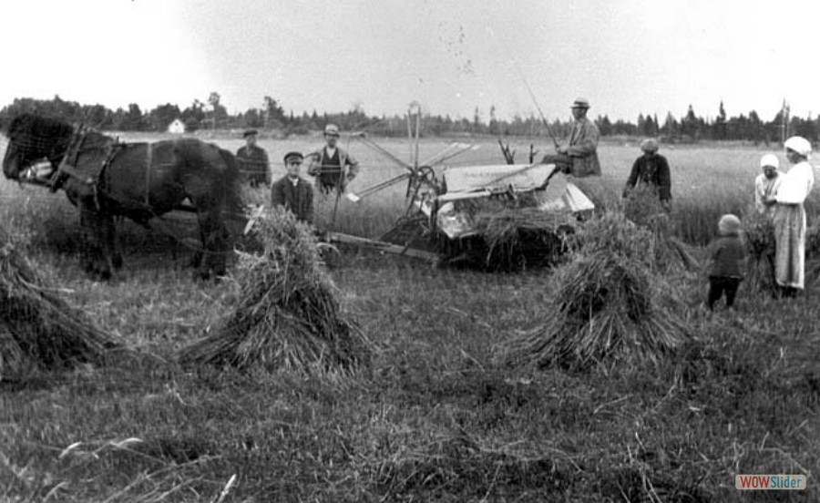 171 Skördearbete i Rävnäs på bindaren Simon Mattsson, 1930