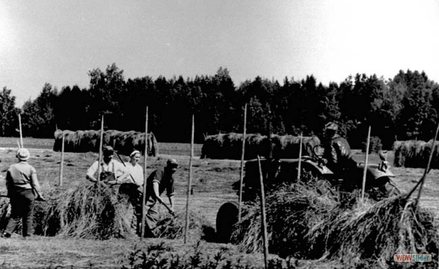 228 Hässja av hö, Greta Ågren, Ture Ågren, Ulla Lander, Sven Johansson och Per-Olof Berglund på traktorn, 1960-talet