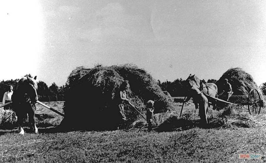 231 Höbärgning på Rävnäs, Simon, Margareta, Peter och Sture Mattsson Sören Selmander på räfsen