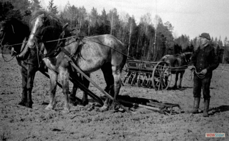 351 Häst på åker